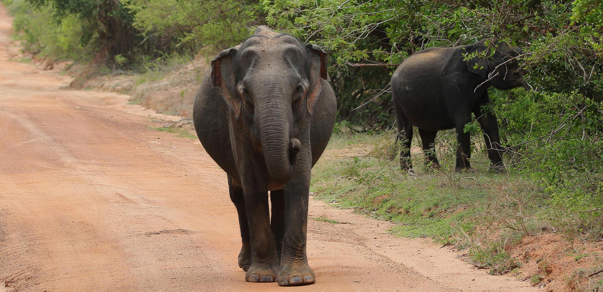 Udawalawa Safari