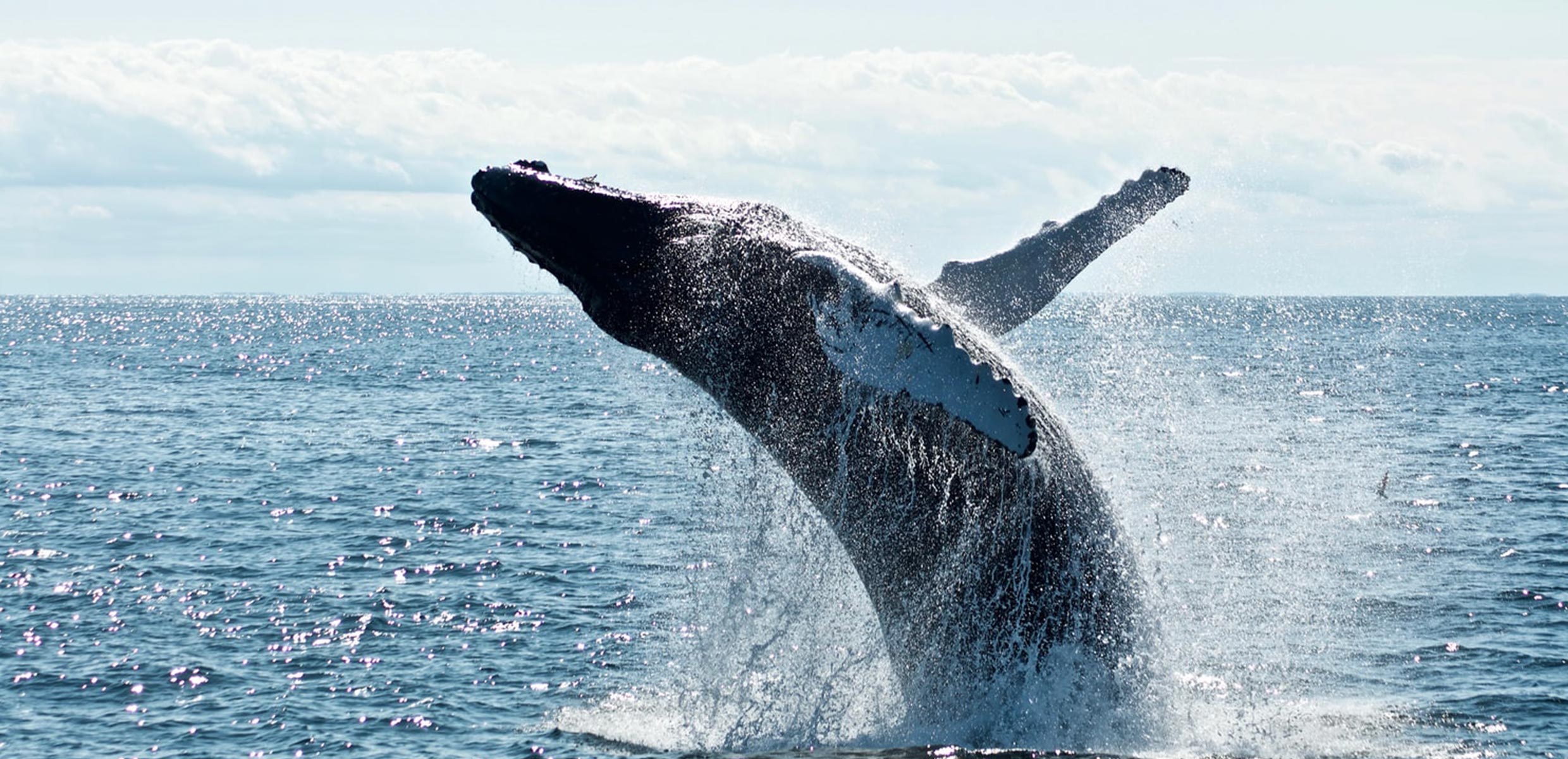 Whale Watching Tour