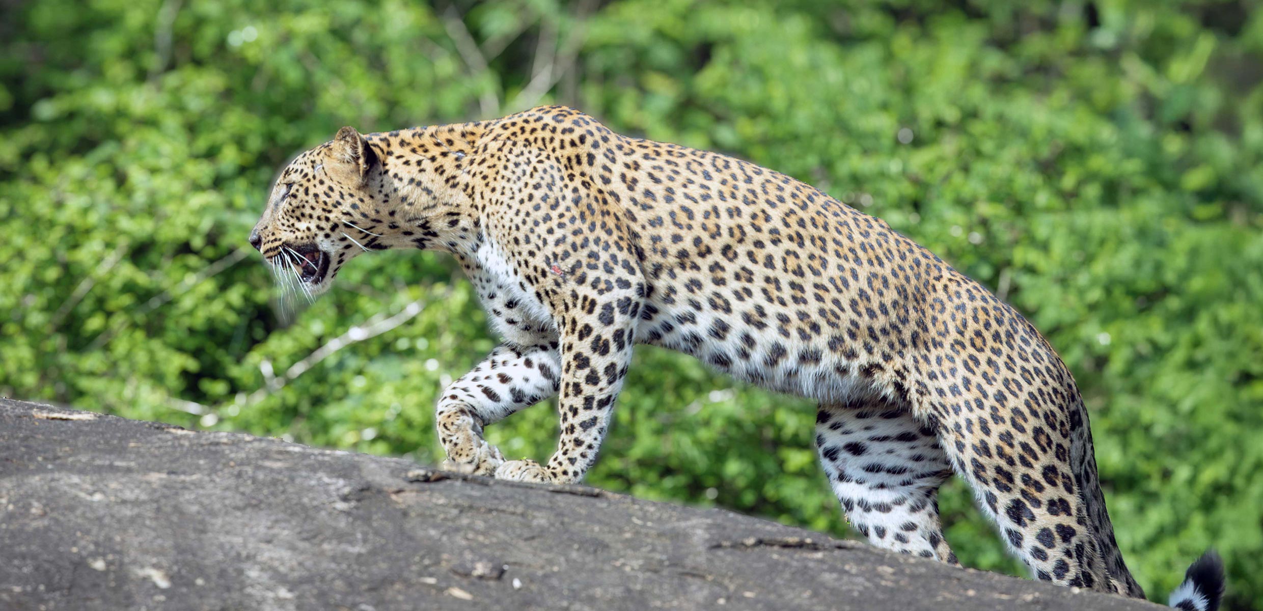 Yala Safari